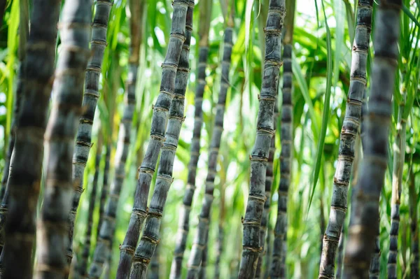 植物が成長しているサトウキビ畑 — ストック写真
