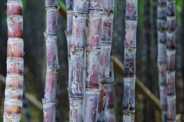 Champ Canne Sucre Avec Des Plantes Croissance — Photo