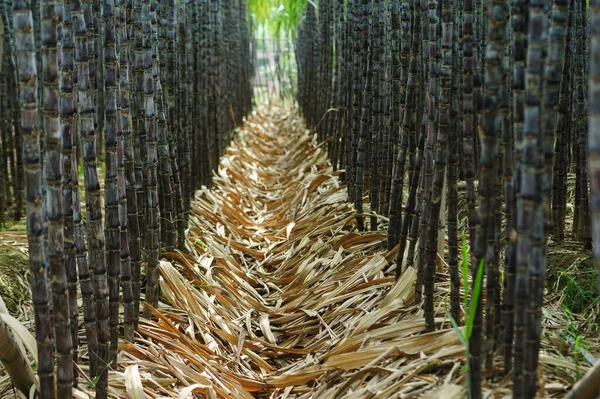 Campo Caña Azúcar Con Plantas Creciendo — Foto de Stock