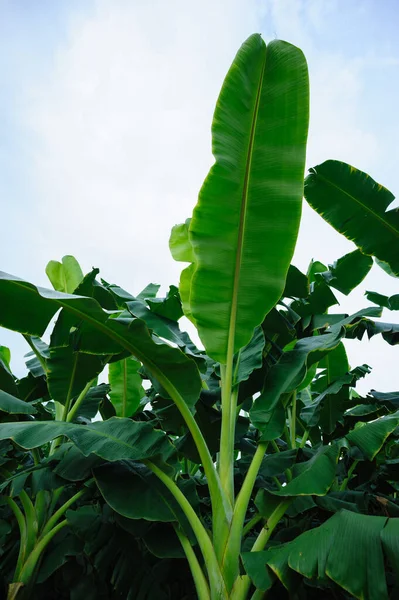 Alberi Banane Verdi Che Crescono Campo — Foto Stock