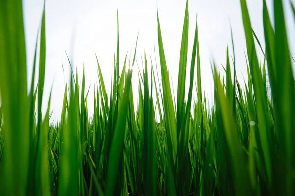 Groene Rijstveld Onder Zonsopgang Hemel — Stockfoto