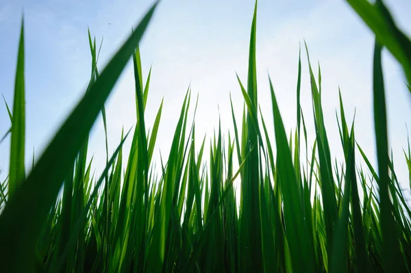 Grönt Ris Fält Soluppgång Himlen — Stockfoto