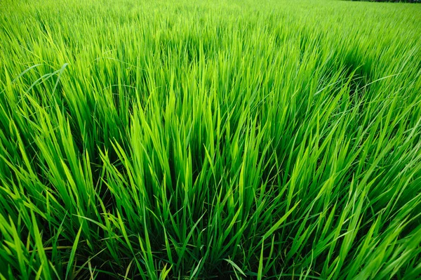 Gröna Risgrödor Tillväxt Fältet — Stockfoto