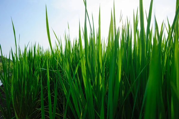 Groene Rijstveld Onder Zonsopgang Hemel — Stockfoto