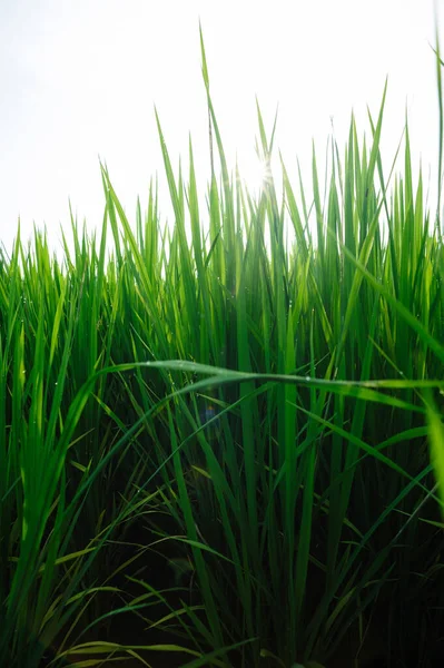 Groene Rijstveld Onder Zonsopgang Hemel — Stockfoto