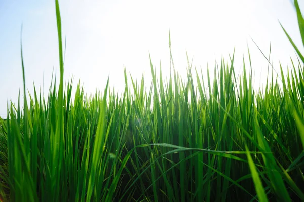 日出天空下的绿稻田 — 图库照片