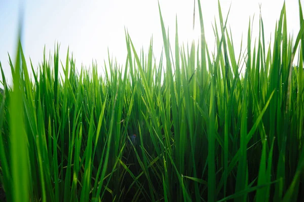 Groene Rijstveld Onder Zonsopgang Hemel — Stockfoto