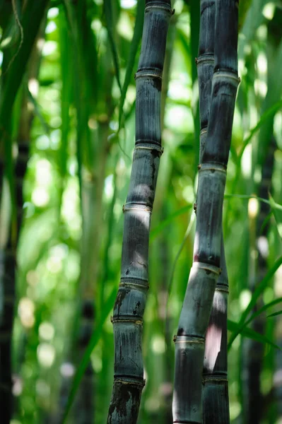 Sugarcane Field Plants Growing — Stock Photo, Image