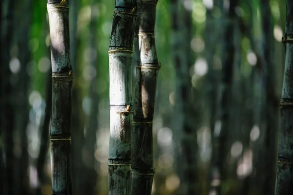 Sugarcane Field Plants Growing — Stock Photo, Image