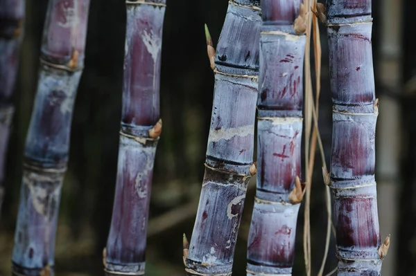 Campo Canna Zucchero Con Piante Che Crescono — Foto Stock