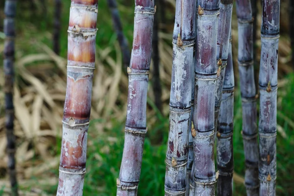 Campo Canna Zucchero Con Piante Che Crescono — Foto Stock