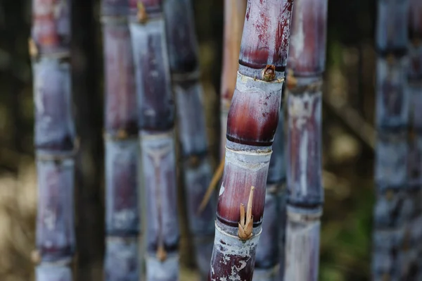 Campo Canna Zucchero Con Piante Che Crescono — Foto Stock