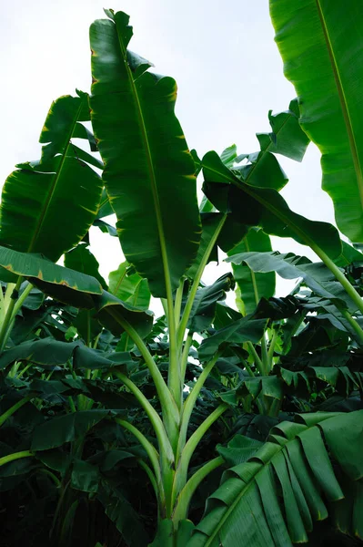 Alberi Banane Verdi Che Crescono Campo — Foto Stock