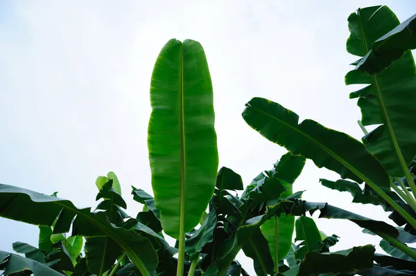 Bananeiras Verdes Que Crescem Campo — Fotografia de Stock