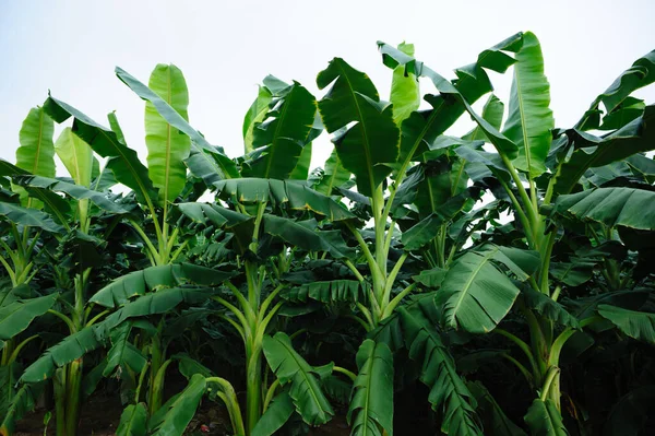 Zelené Banány Rostoucí Poli — Stock fotografie