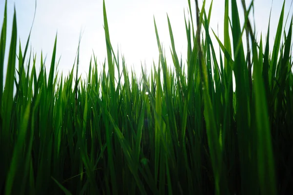 Groene Rijstveld Onder Zonsopgang Hemel — Stockfoto