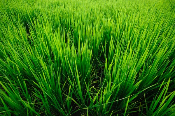 Cultivos Arroz Verde Crecimiento Campo — Foto de Stock