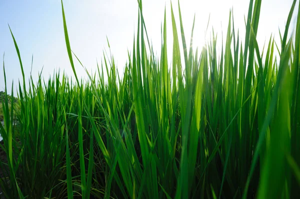 Green Rice Field Sunrise Sky — Stock Photo, Image
