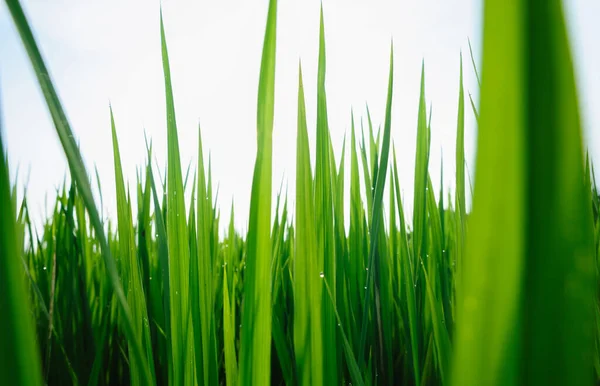 Groene Rijstveld Onder Zonsopgang Hemel — Stockfoto