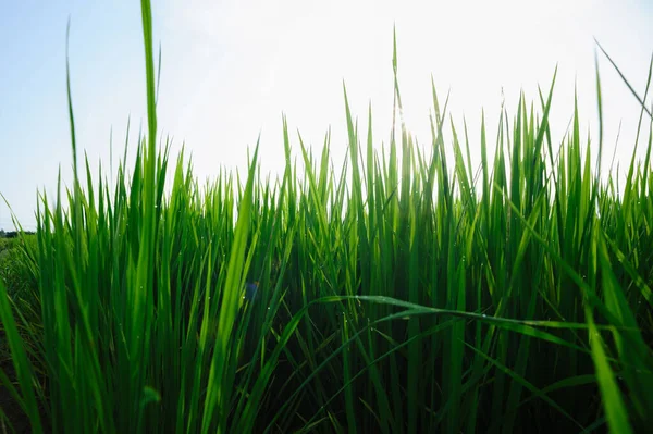 日出天空下的绿稻田 — 图库照片
