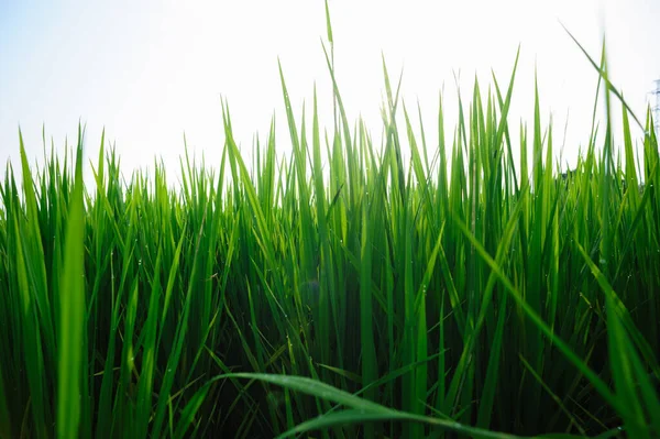 Groene Rijstveld Onder Zonsopgang Hemel — Stockfoto