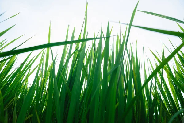 Groene Rijstveld Onder Zonsopgang Hemel — Stockfoto