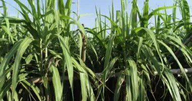 Bitkilerin yetiştiği şeker kamışı tarlası