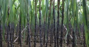 Bitkilerin yetiştiği şeker kamışı tarlası