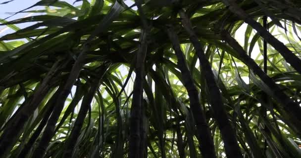 Pole Trzciny Cukrowej Roślinami Rosnącymi — Wideo stockowe