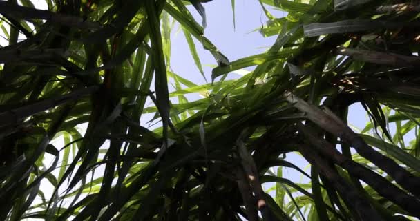 Cukornád Ültetvény Növényekkel — Stock videók