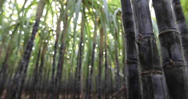 Bitkilerin Yetiştiği Şeker Kamışı Tarlası — Stok video