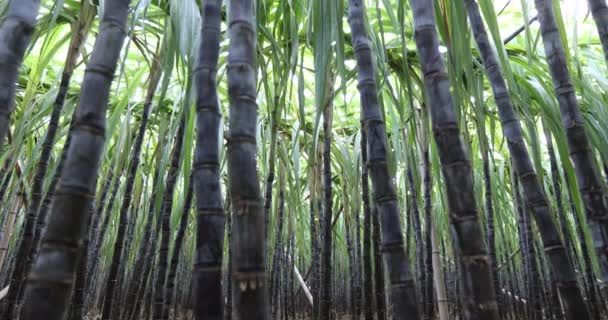 Zuckerrohrfeld Mit Wachsenden Pflanzen — Stockvideo
