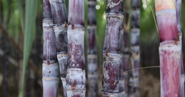 Sugarcane Field Plants Growing — Stock Video