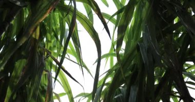 Bitkilerin yetiştiği şeker kamışı tarlası