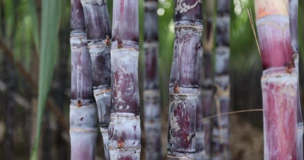 Champ Canne Sucre Avec Des Plantes Croissance — Video