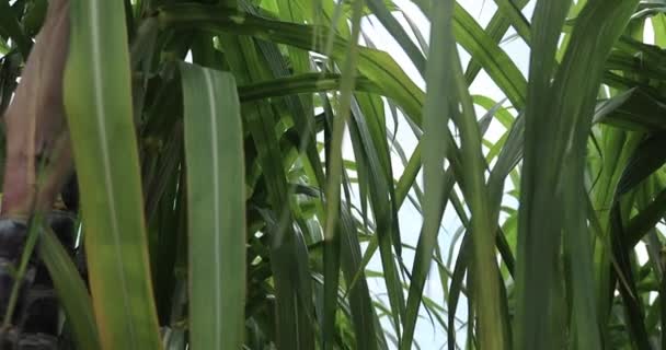 Pole Trzciny Cukrowej Roślinami Rosnącymi — Wideo stockowe