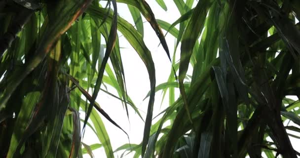 Sockerrörsfält Med Växter Som Växer — Stockvideo