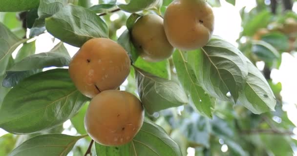 Persimmons Groeien Tuin — Stockvideo