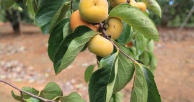 Bahçede yetişen hurmalar.