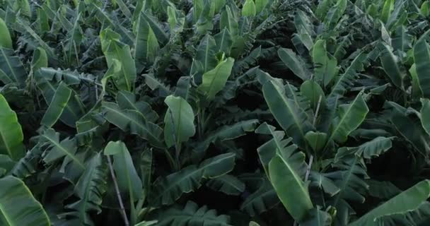 畑で育つバナナの木の空中風景 — ストック動画
