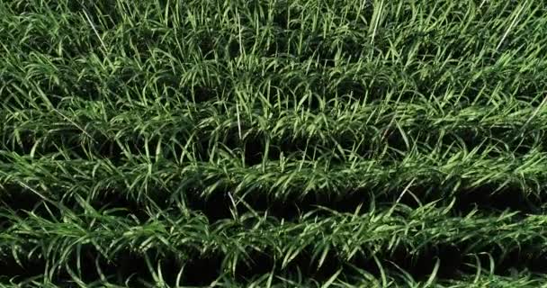 Aerial View Sugarcane Plants Growing Field — Stock Video