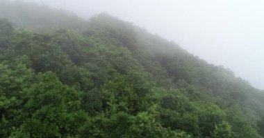 Sisli dağlarda yeşil ağaçların güzel manzarası