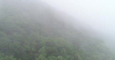 Sisli dağlarda yeşil ağaçların güzel manzarası