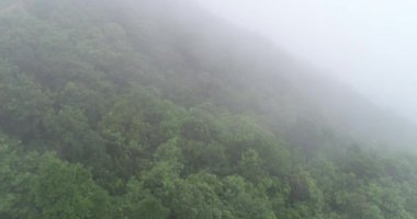 Sisli dağlarda yeşil ağaçların güzel manzarası