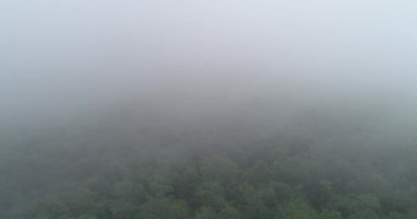 Sisli dağlarda yeşil ağaçların güzel manzarası