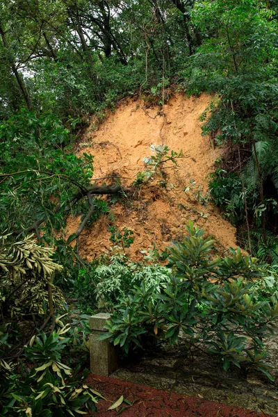 Arbre Déraciné Tomber Bloquer Piste Dommages Après Super Typhon — Photo