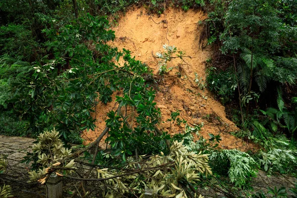 Árbol Desarraigado Caer Bloquear Rastro Daños Después Tifón Super — Foto de Stock