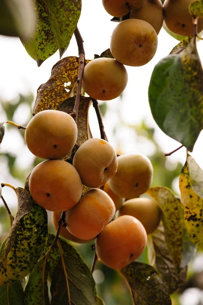 Las Frutas Caqui Crecen Árbol — Foto de Stock
