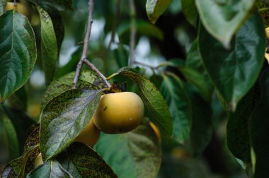 Hurma ağaçta yetişir.