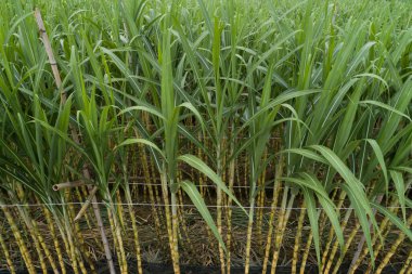 Tarlada büyüyen şeker kamışı bitkilerinin havadan görünüşü